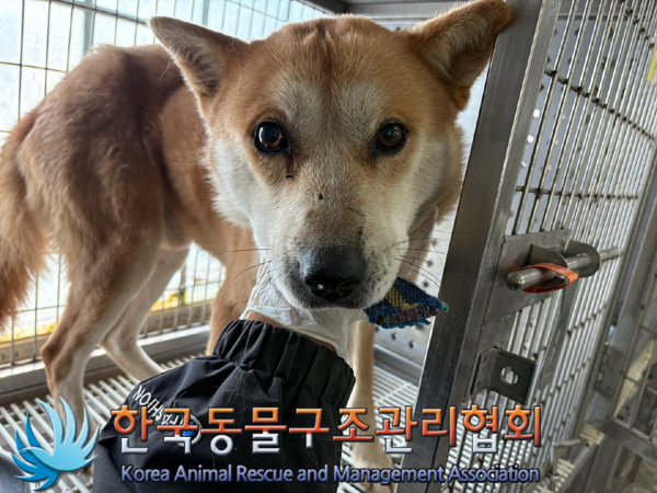 한국동물구조관리협회_441409202401865