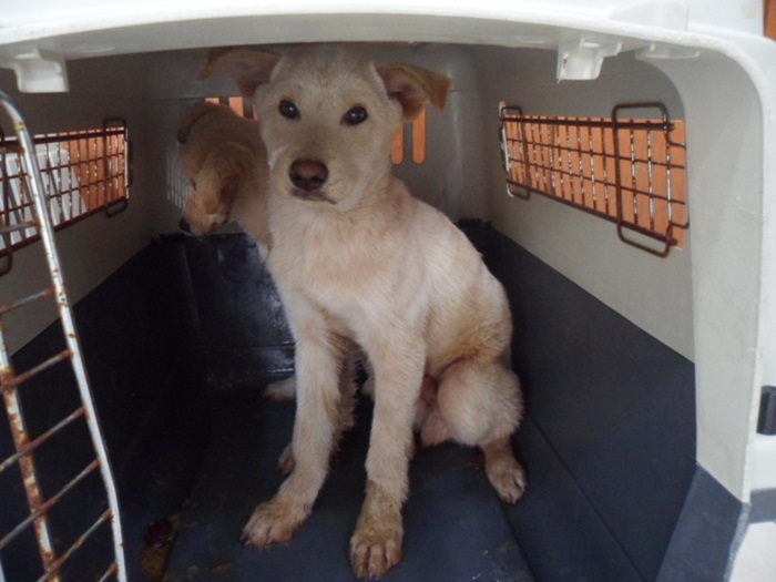 강현림동물병원_411320202400714