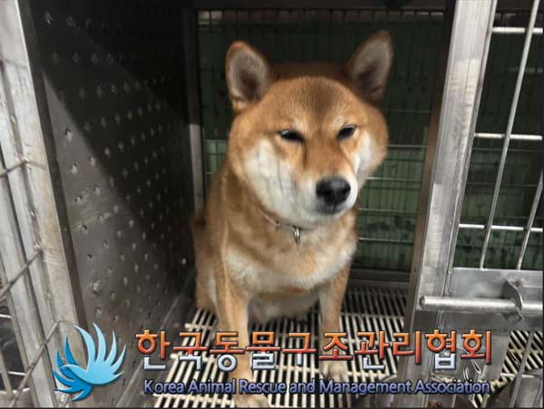 한국동물구조관리협회_441398202400582