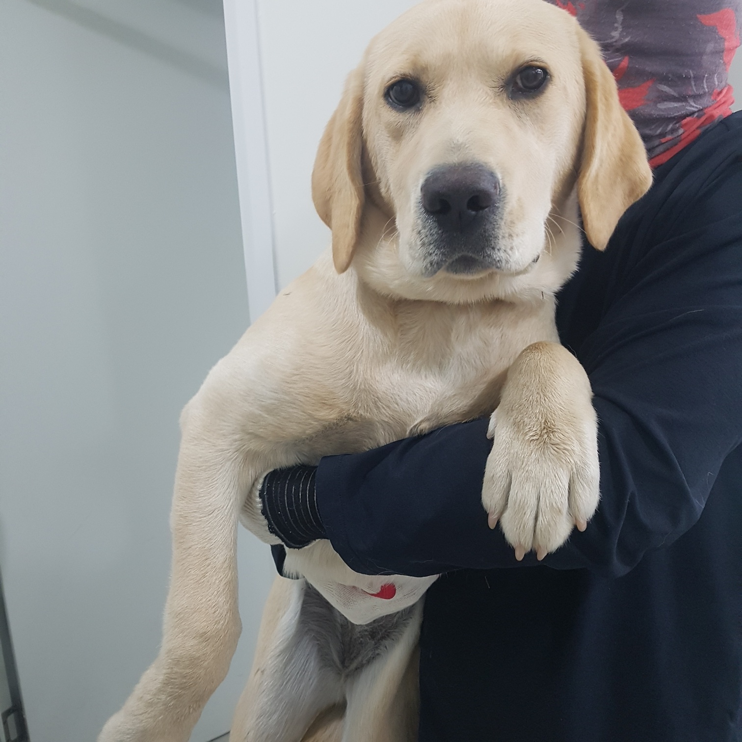 링크늘푸른동물병원_445464202403641