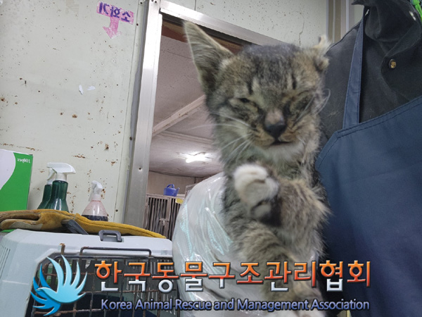 한국동물구조관리협회_441414202401002