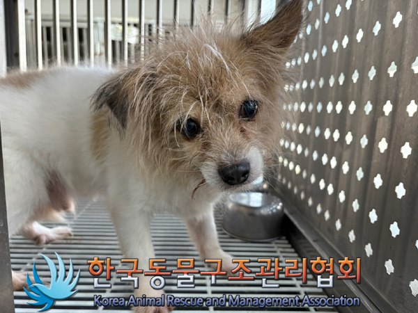 한국동물구조관리협회_411304202400675