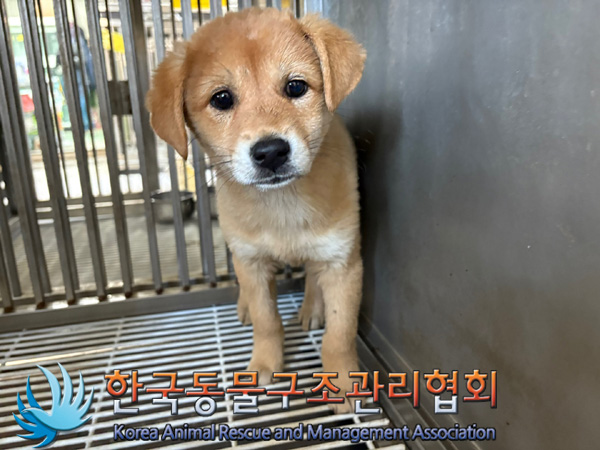 한국동물구조관리협회_441392202400283