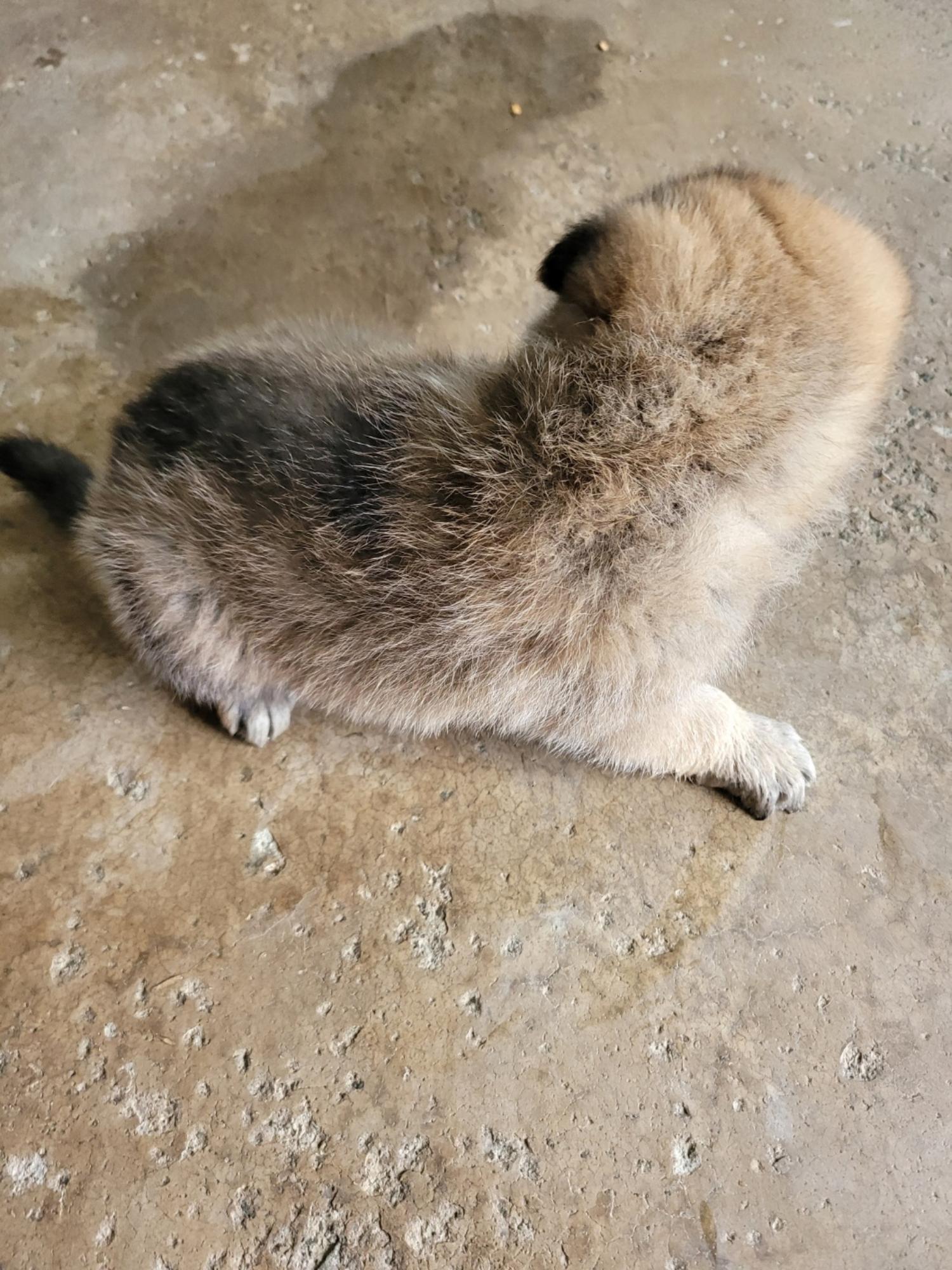 보호중 믹스견의 가…