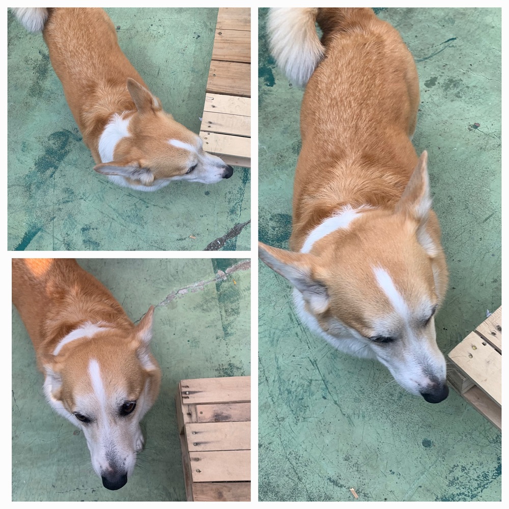 유기동물보호소_446481202401287