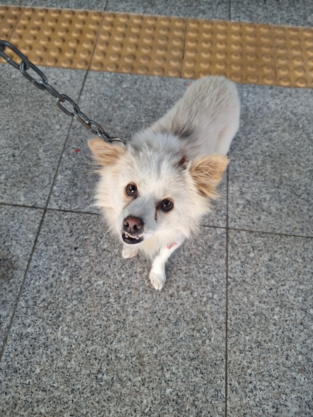 구미시 동물보호센터_447508202401169