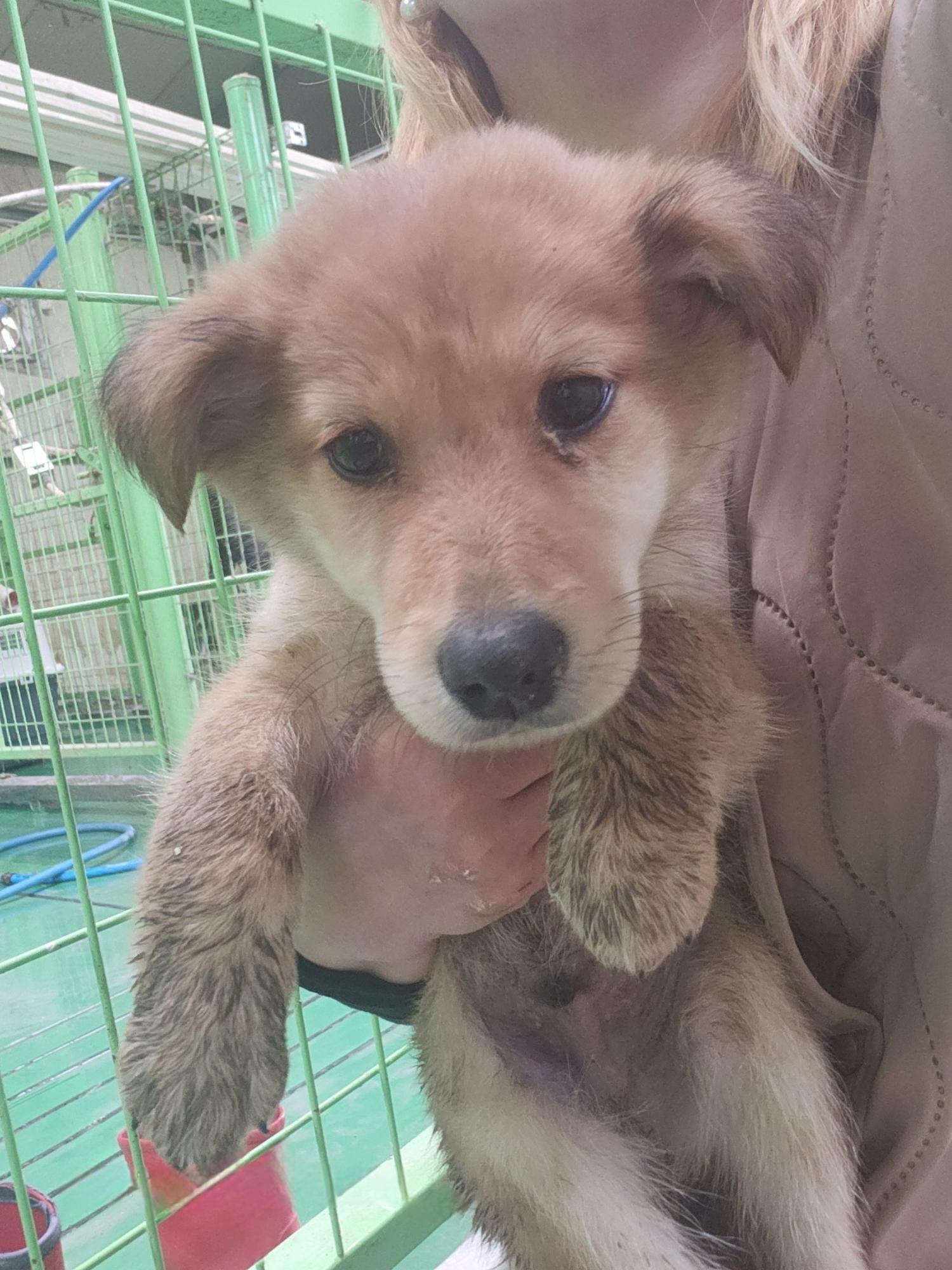 종료(자연사) 믹스…