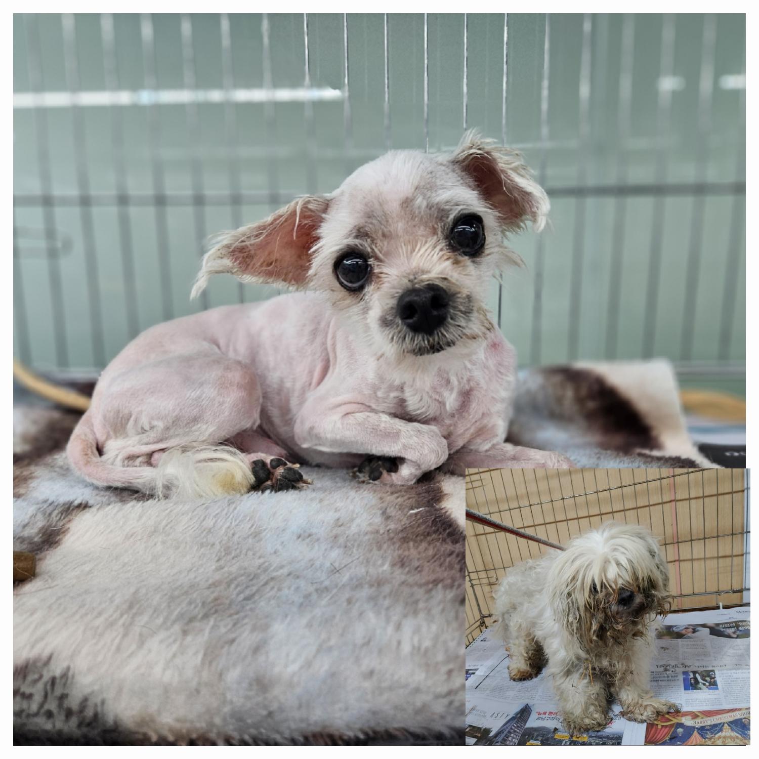 보호중 말티즈의 가…