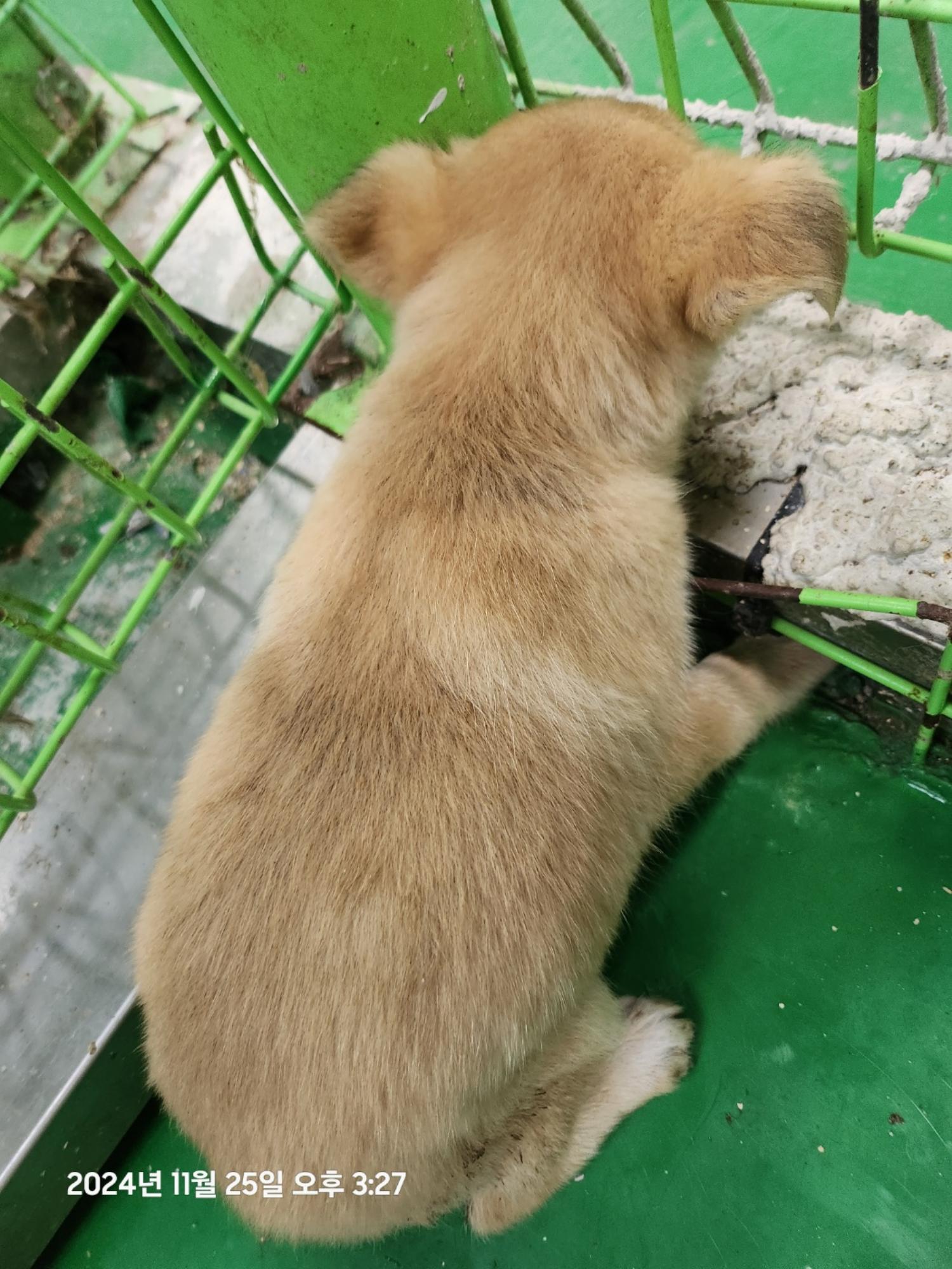 울산유기동물보호센터_431373202401926
