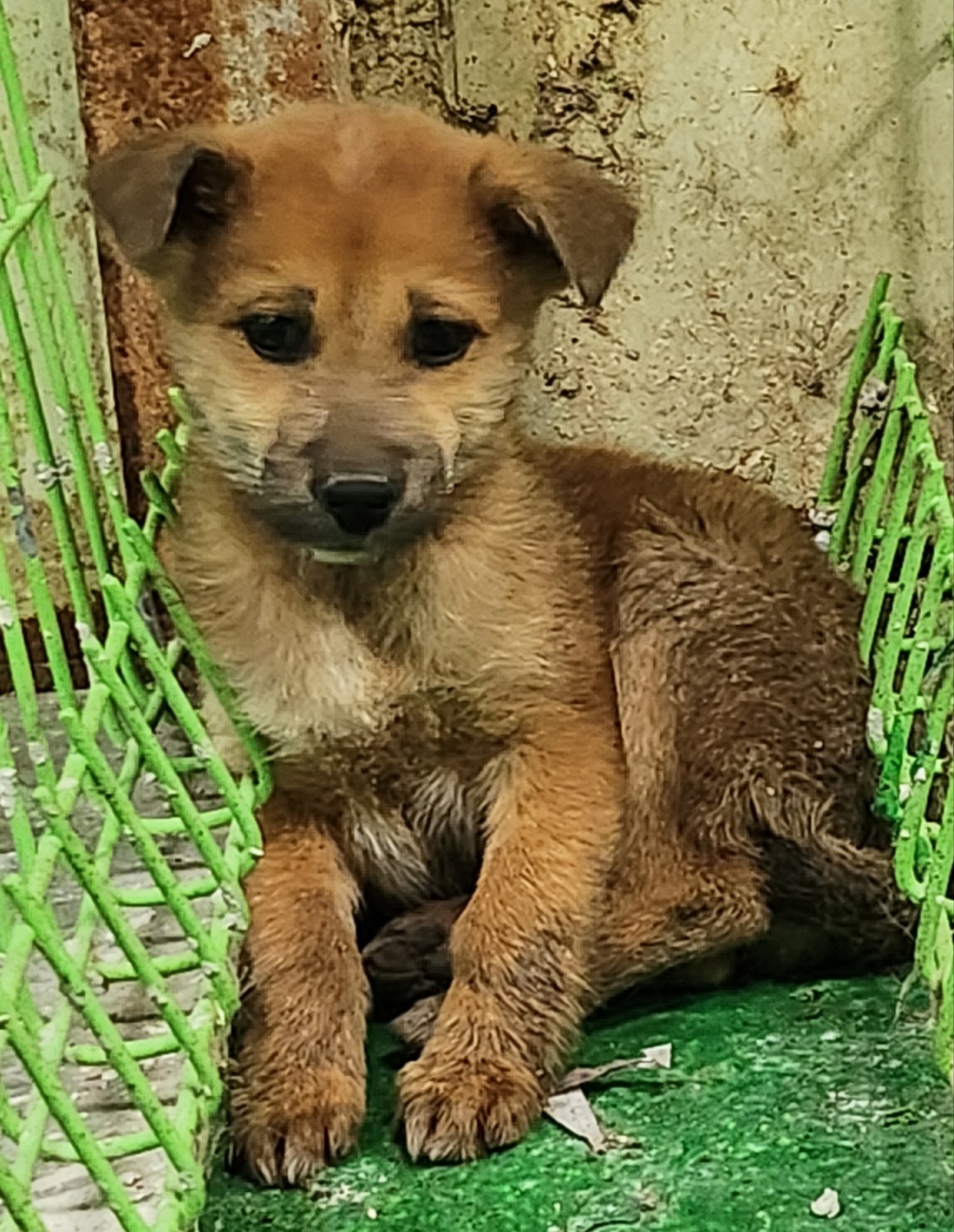 보호중 믹스견의 가…