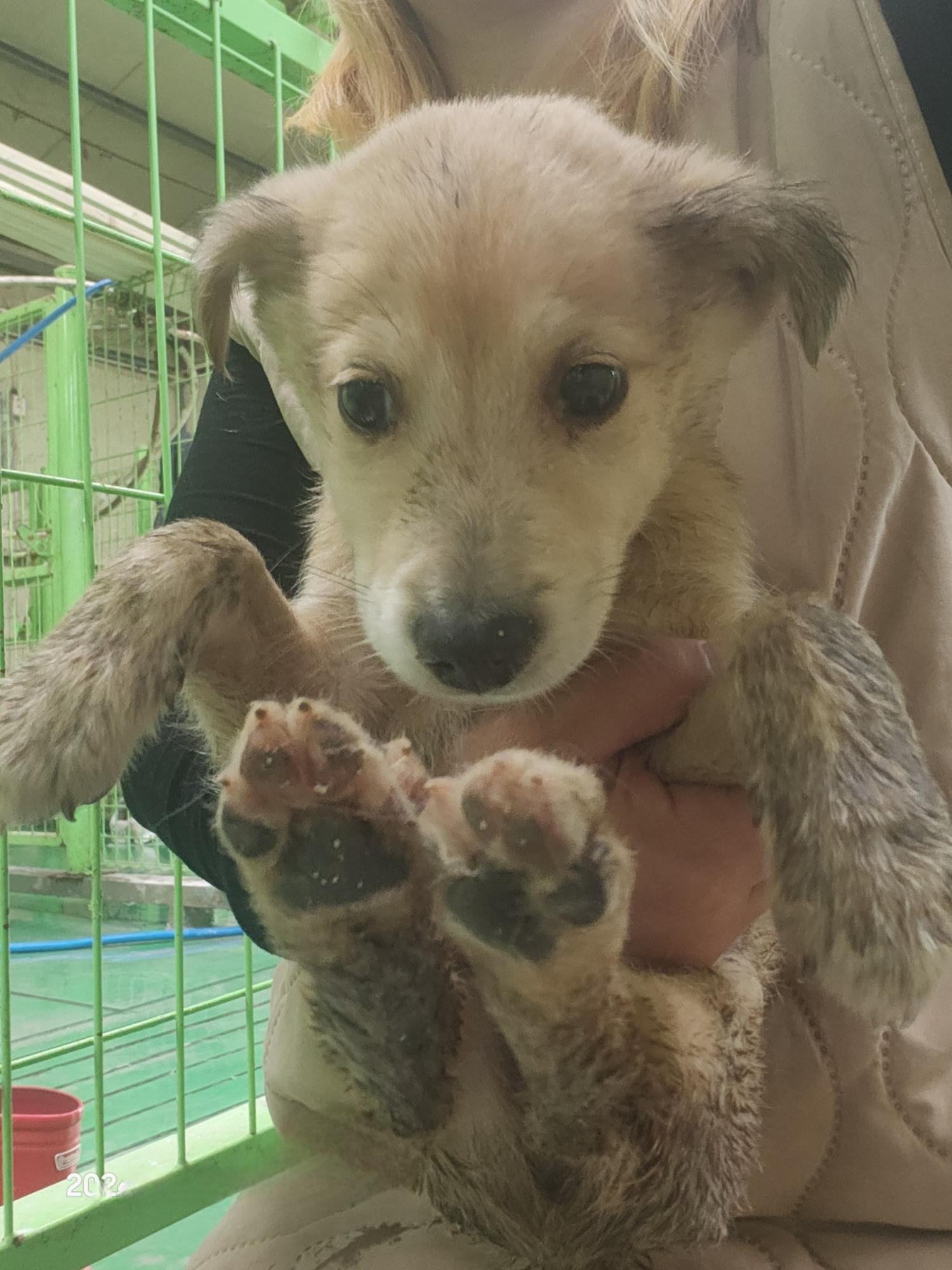 울산유기동물보호센터_431373202401923