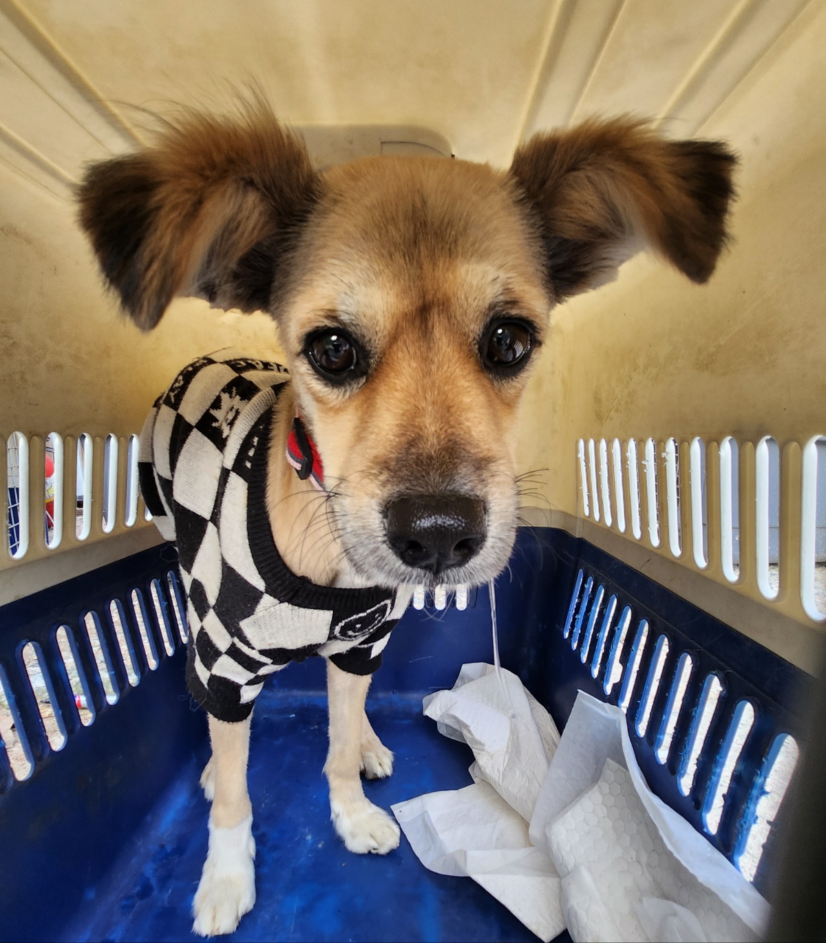 울산유기동물보호센터_431369202400724