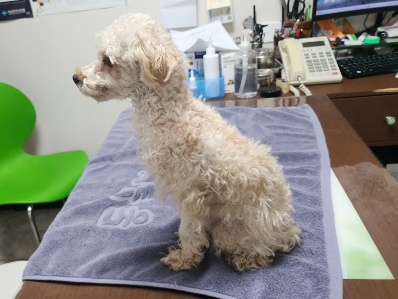 대구수의사회(아이펫)_427343202400969