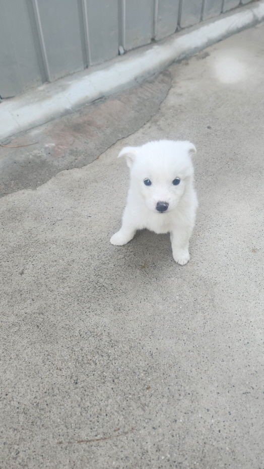 익산유기동물보호소_445468202403077
