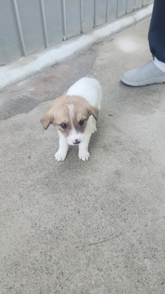 익산유기동물보호소_445468202403079
