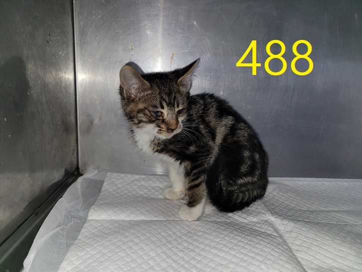 종료(자연사) 한국…