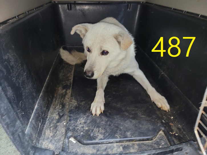 종료(자연사) 믹스…