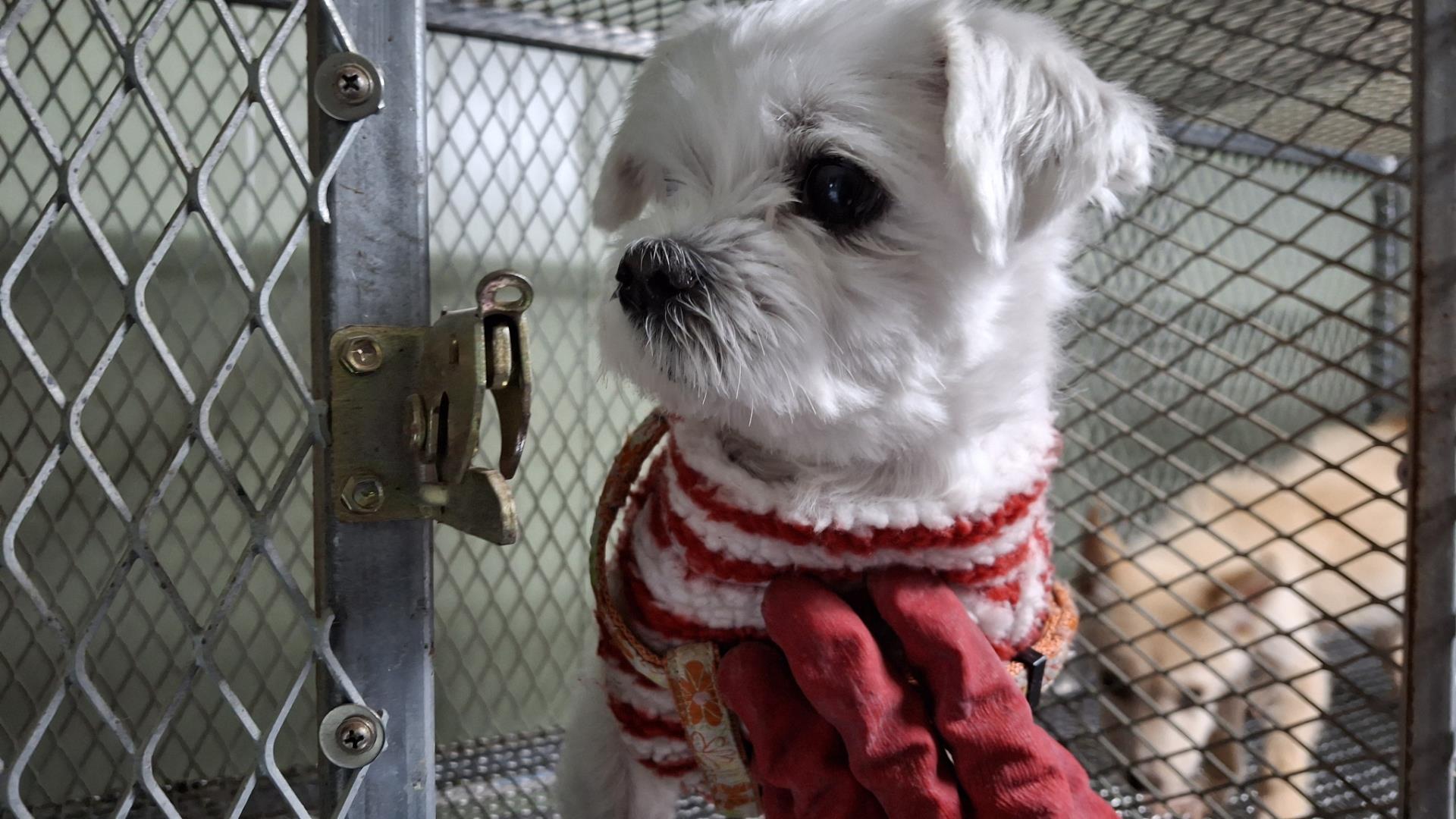 (사)하얀비둘기_426334202400736