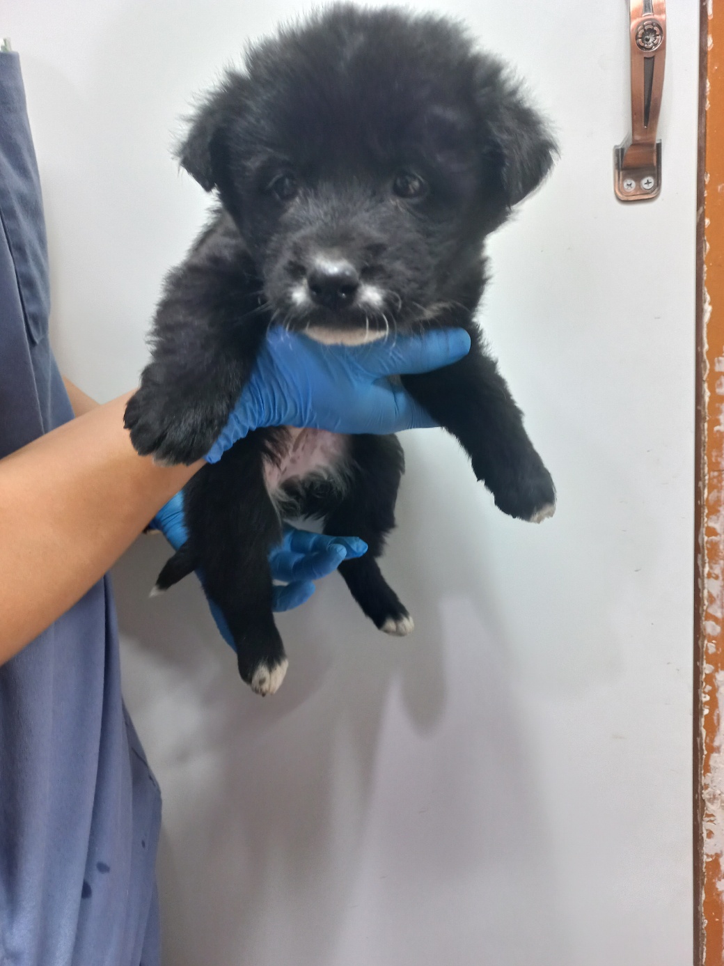 이성준동물병원_441408202401742