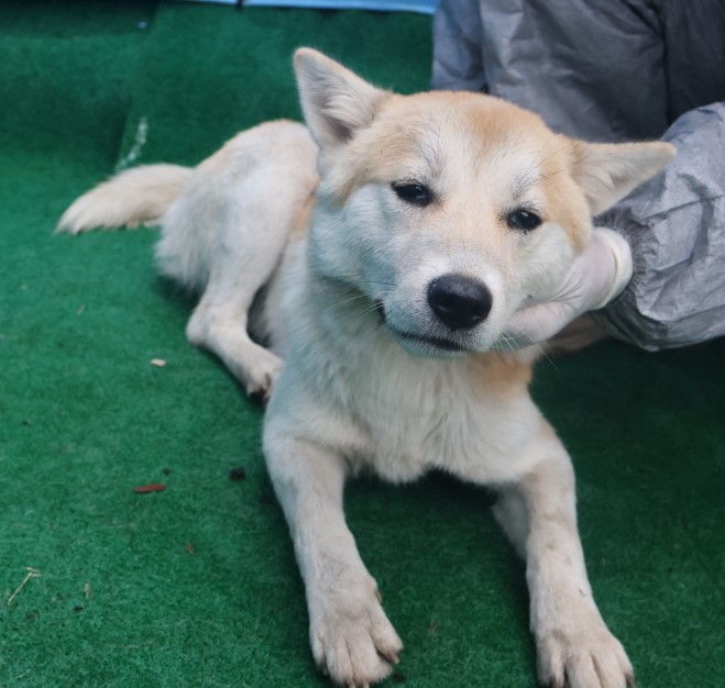 제주 동물보호센터_450650202403528