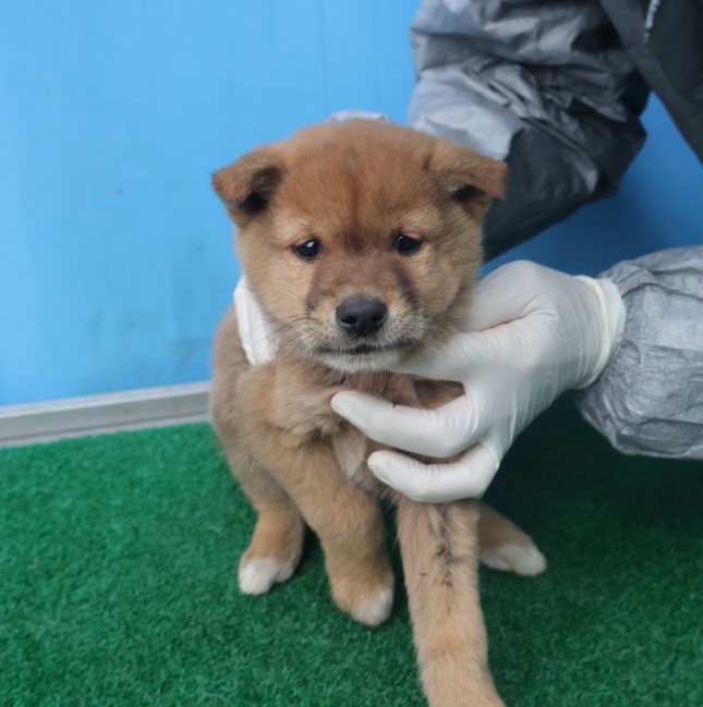 보호중 믹스견의 가…