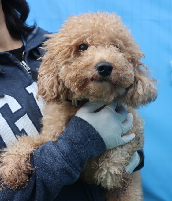 제주 동물보호센터_450650202403532