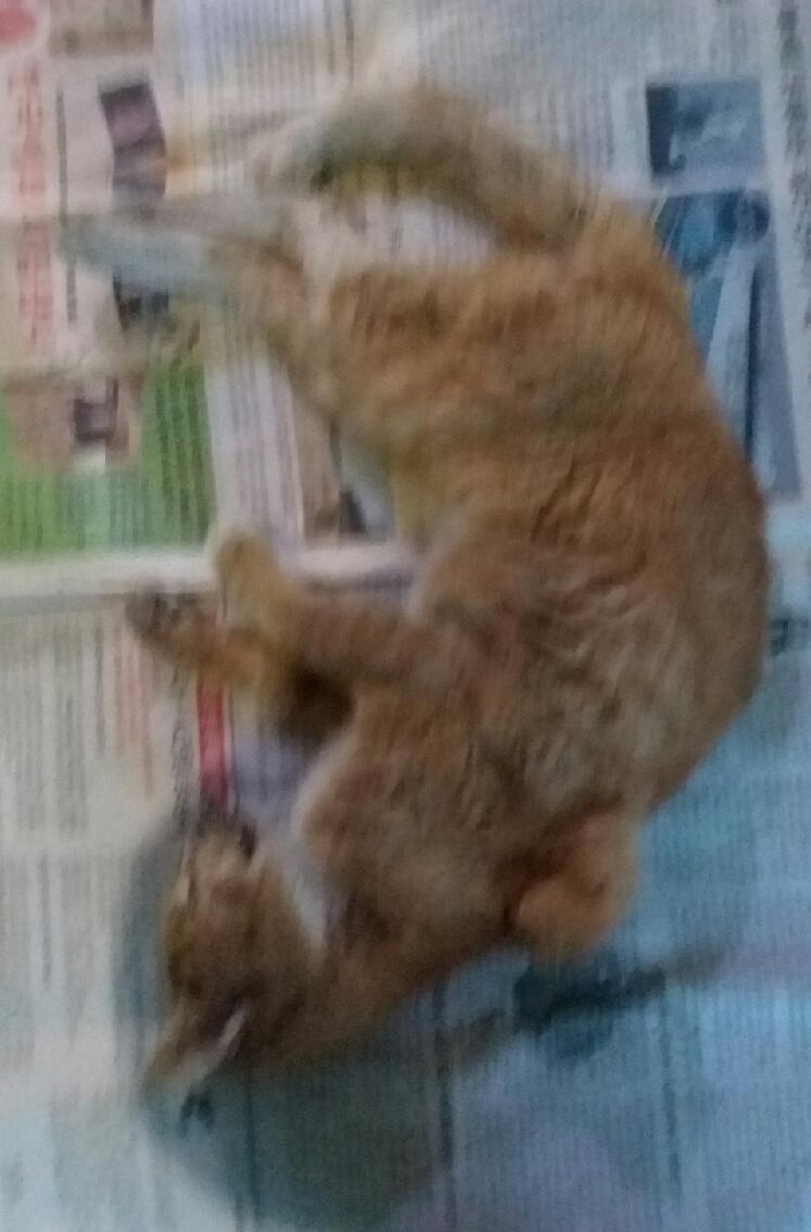 대구유기동물보호협회_427347202400986