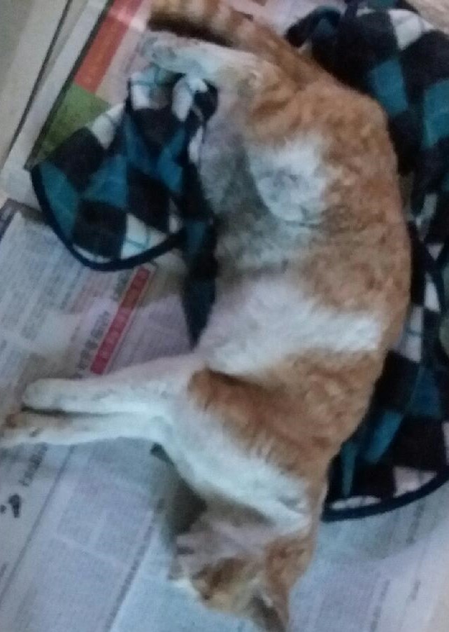 대구유기동물보호협회_427344202400419