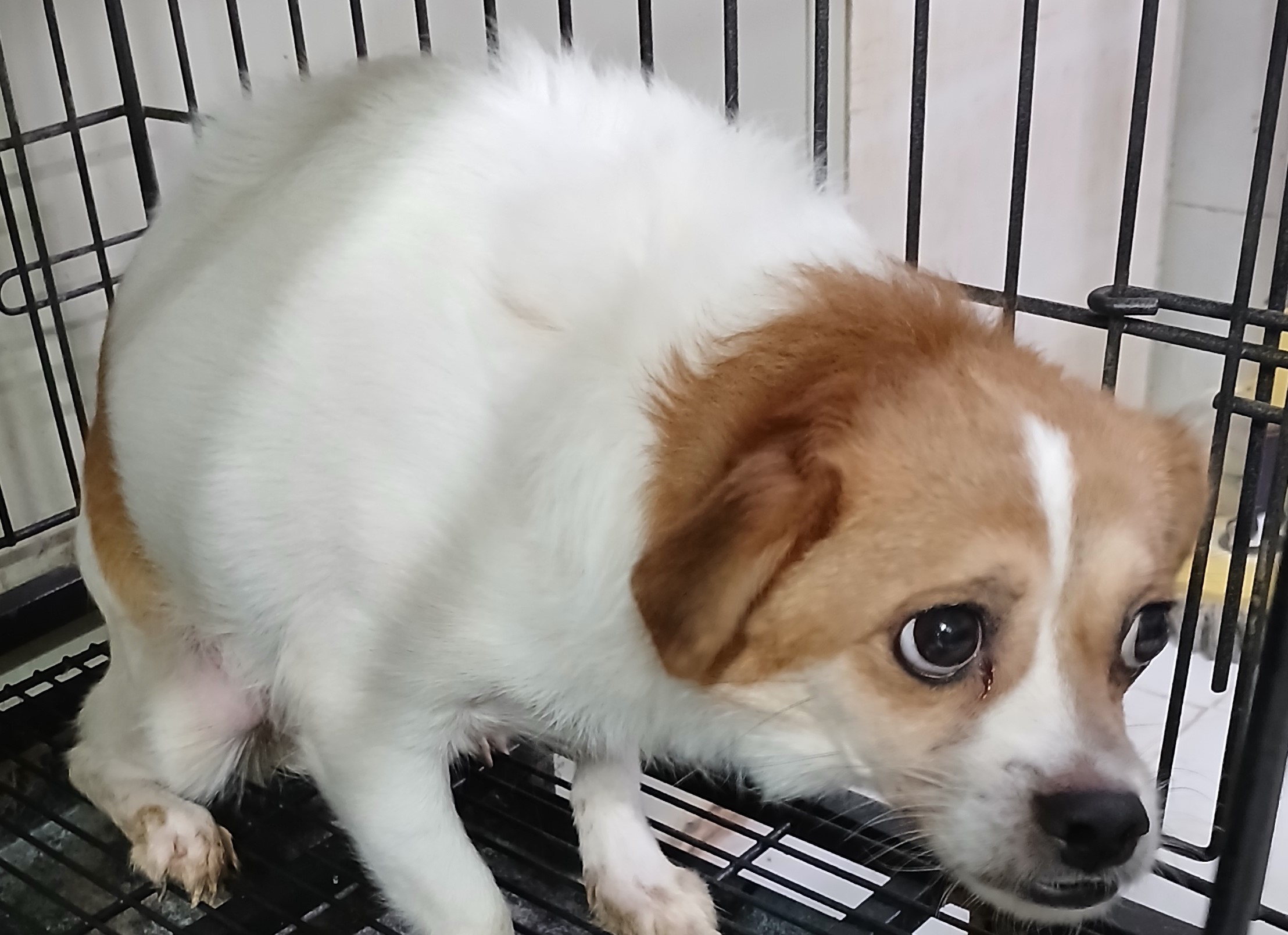 대구유기동물보호협회_427344202400420