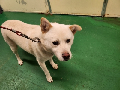 종료(반환) 믹스견…