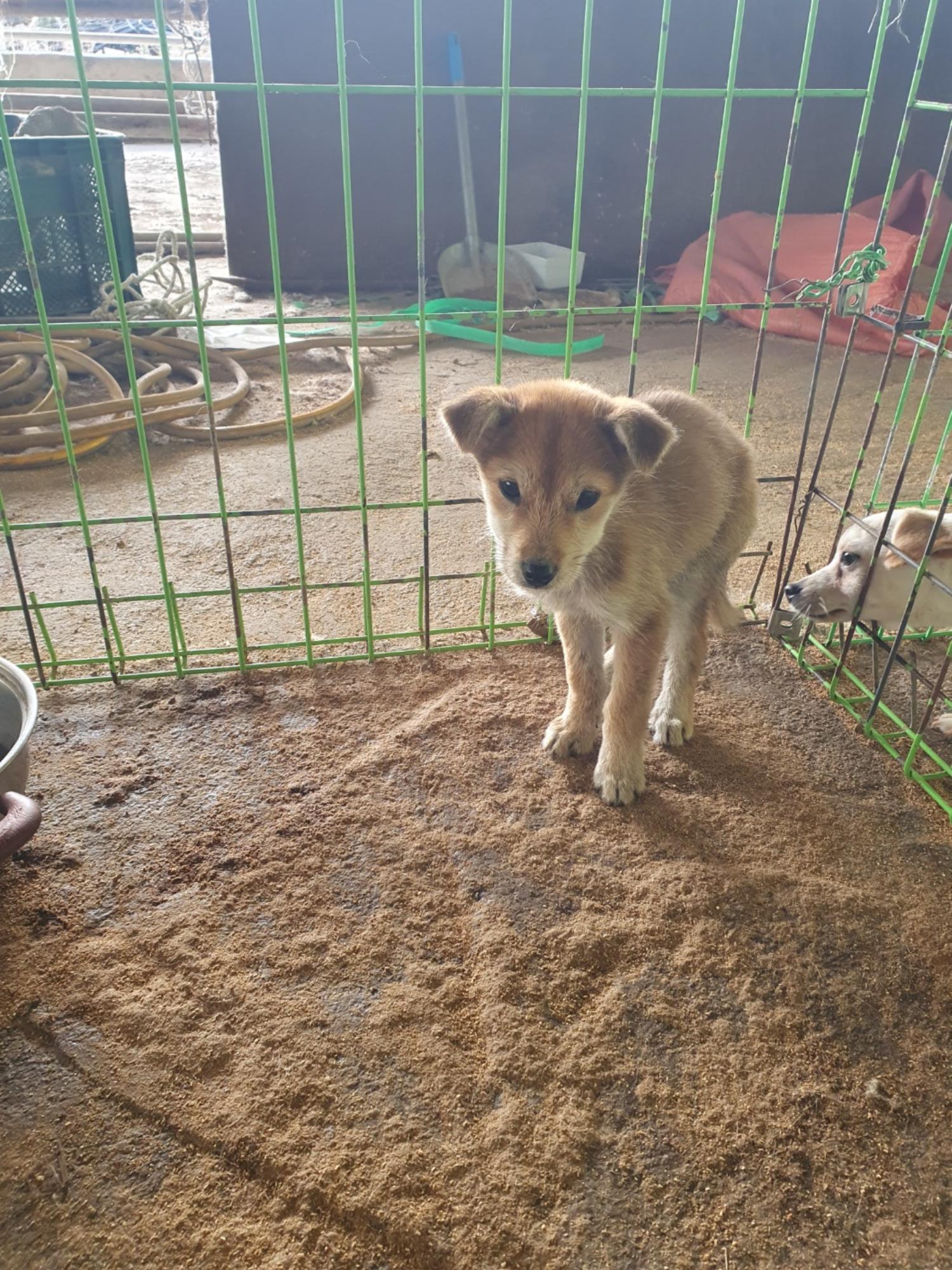 학교동물임시보호센터_446496202400511