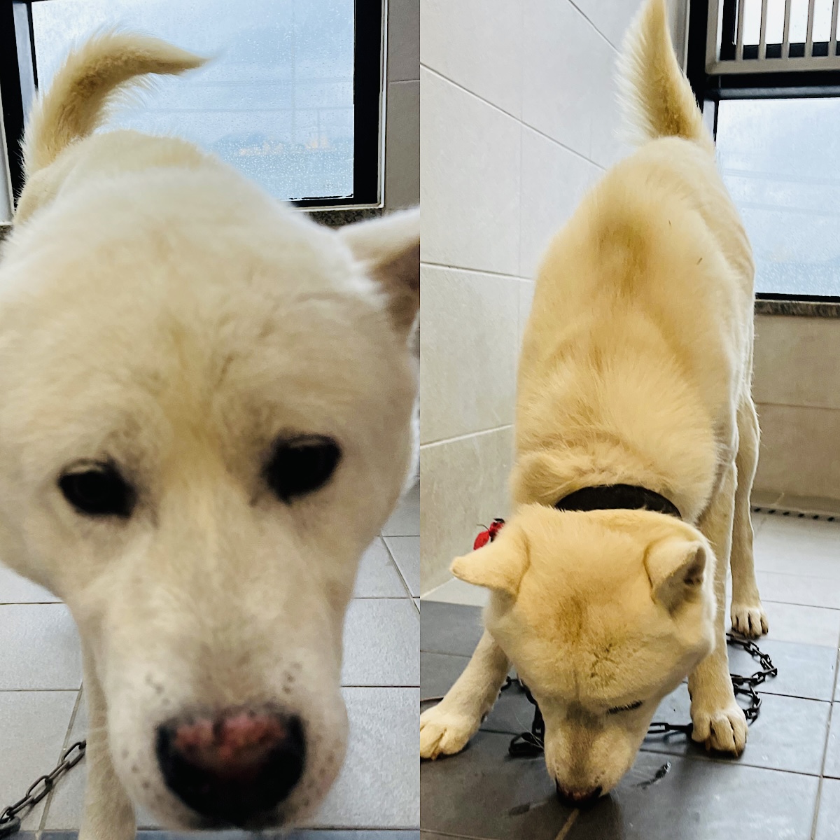 경주동물사랑보호센터_447505202401464