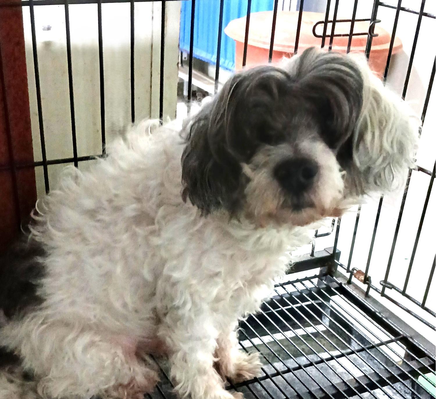 대구유기동물보호협회_427347202400987