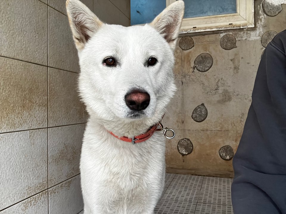 광주 동물보호소_429363202401137