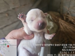 대전동물보호센터_430367202400962