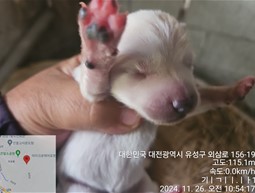 대전동물보호센터_430367202400959