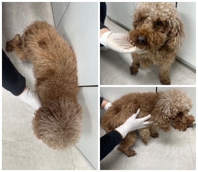 논산시 동물보호센터_444454202401127
