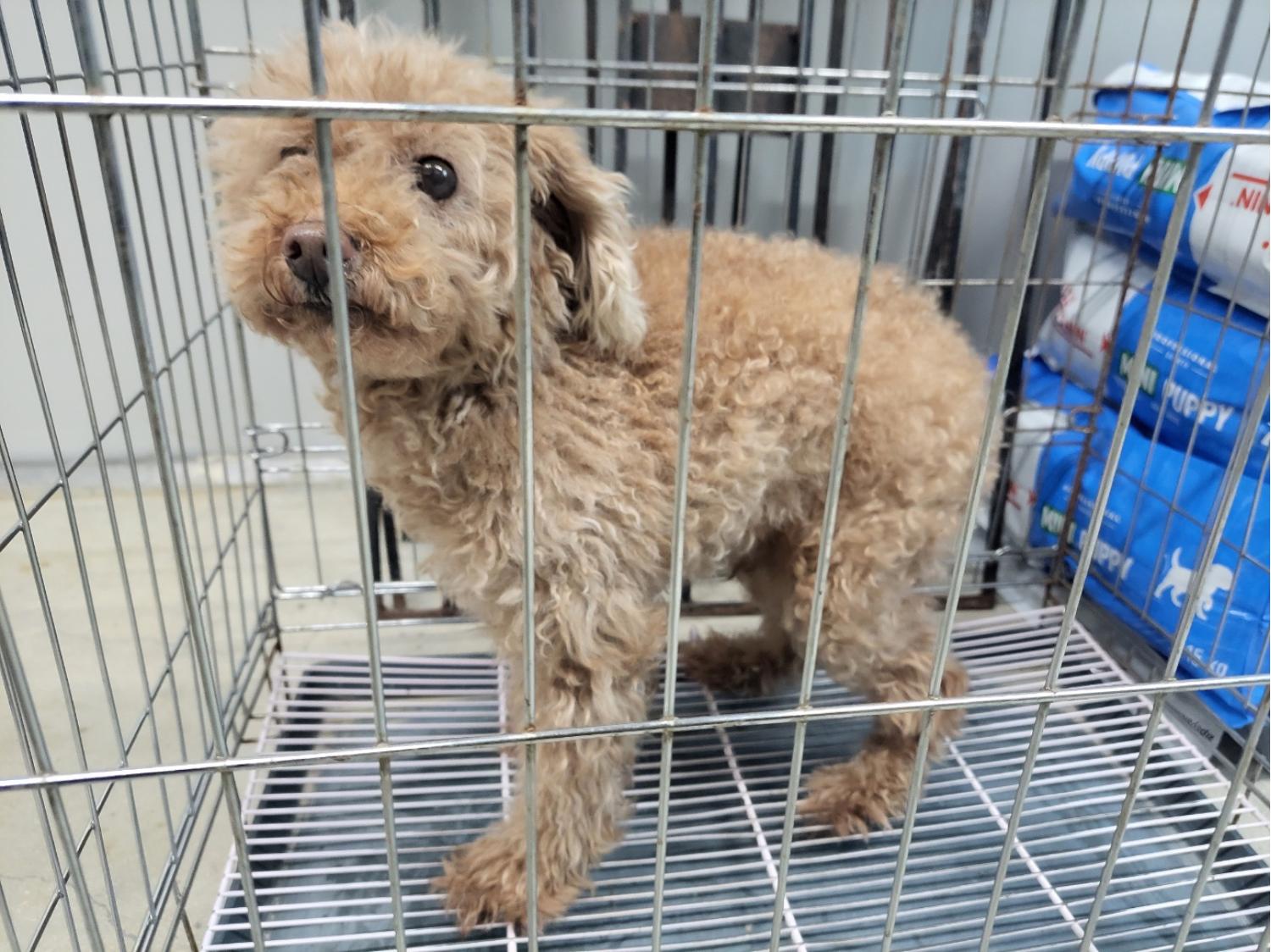 고양시동물보호센터_441394202402523
