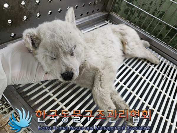 한국동물구조관리협회_441409202401870