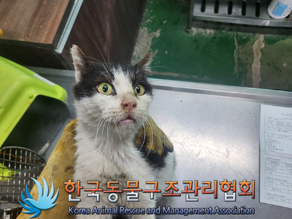 한국동물구조관리협회_411311202401013
