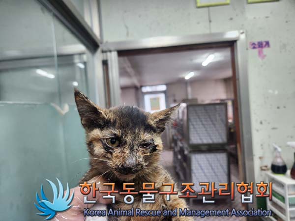 한국동물구조관리협회_411311202401012
