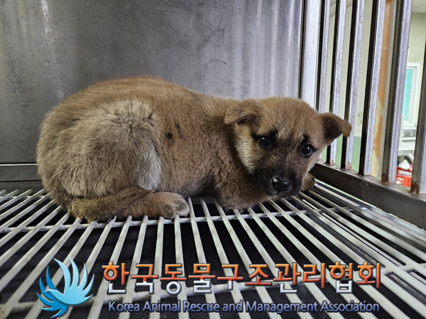 한국동물구조관리협회_411311202401010
