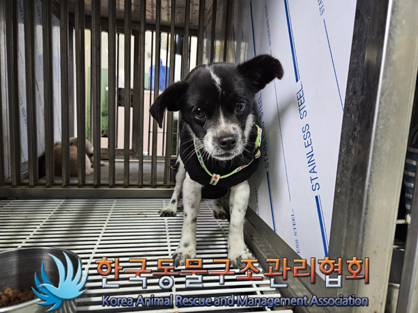 한국동물구조관리협회_441414202401003