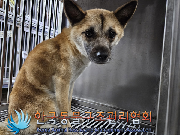 한국동물구조관리협회_441382202400822