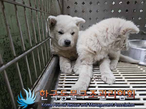 한국동물구조관리협회_441409202401868