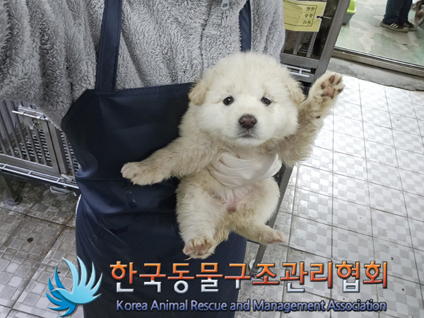 한국동물구조관리협회_441406202402113