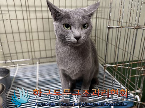 한국동물구조관리협회_441392202400285