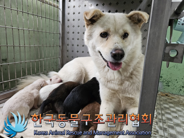 종료(입양) 믹스견…