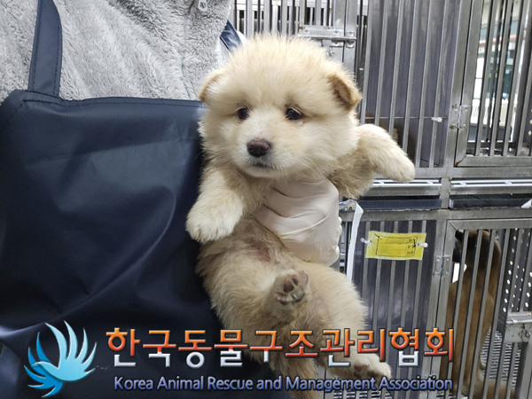 한국동물구조관리협회_441406202402110