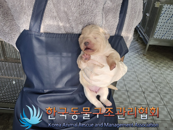 종료(입양) 믹스견…